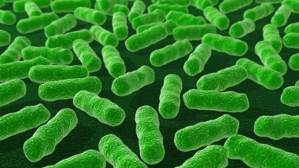 microscopic of bacteria in a leaky gut syndrome causing infections